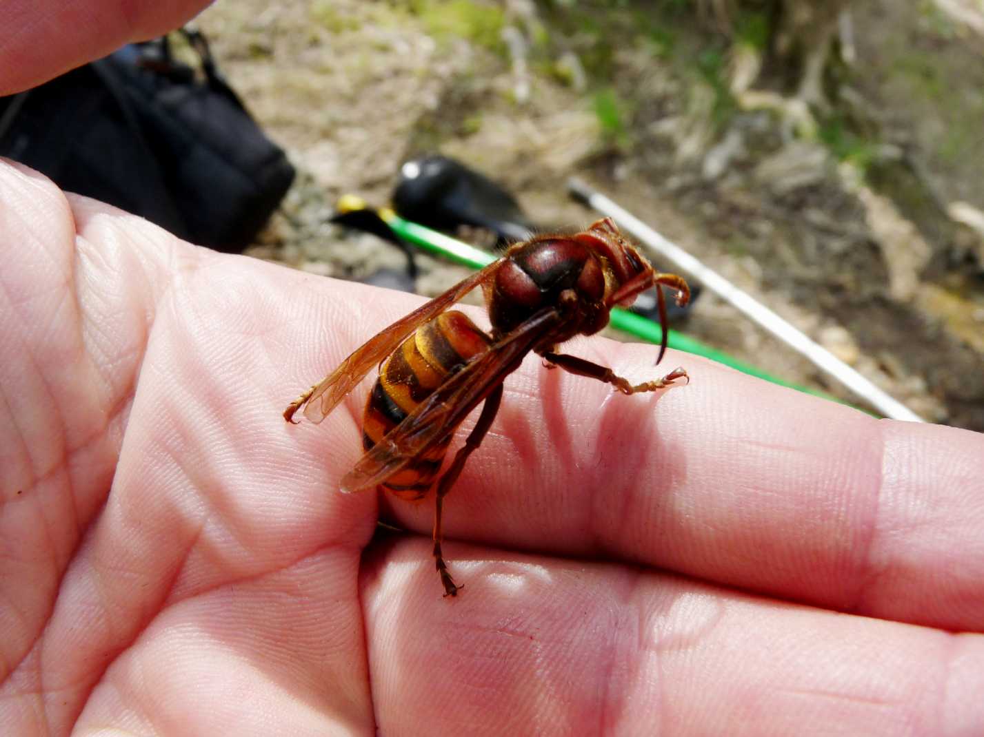 Il calabrone Vespa crabro ♂ (Vespidae)